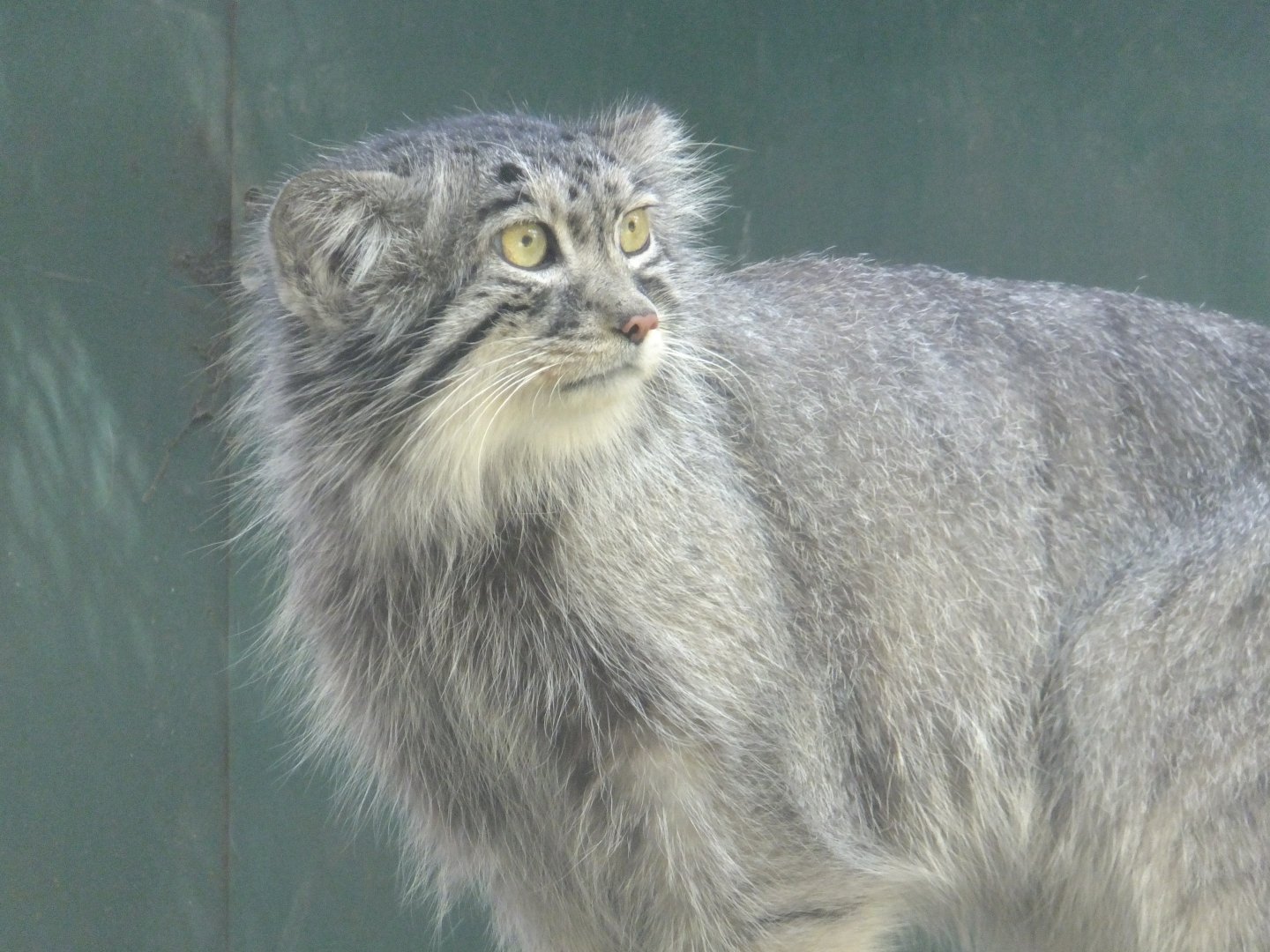 Pallas's cat