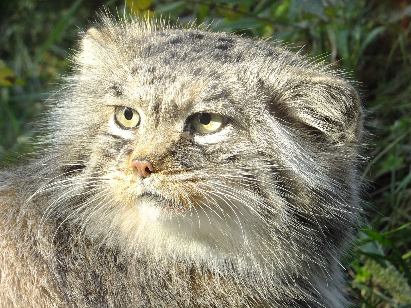Pallas's cat