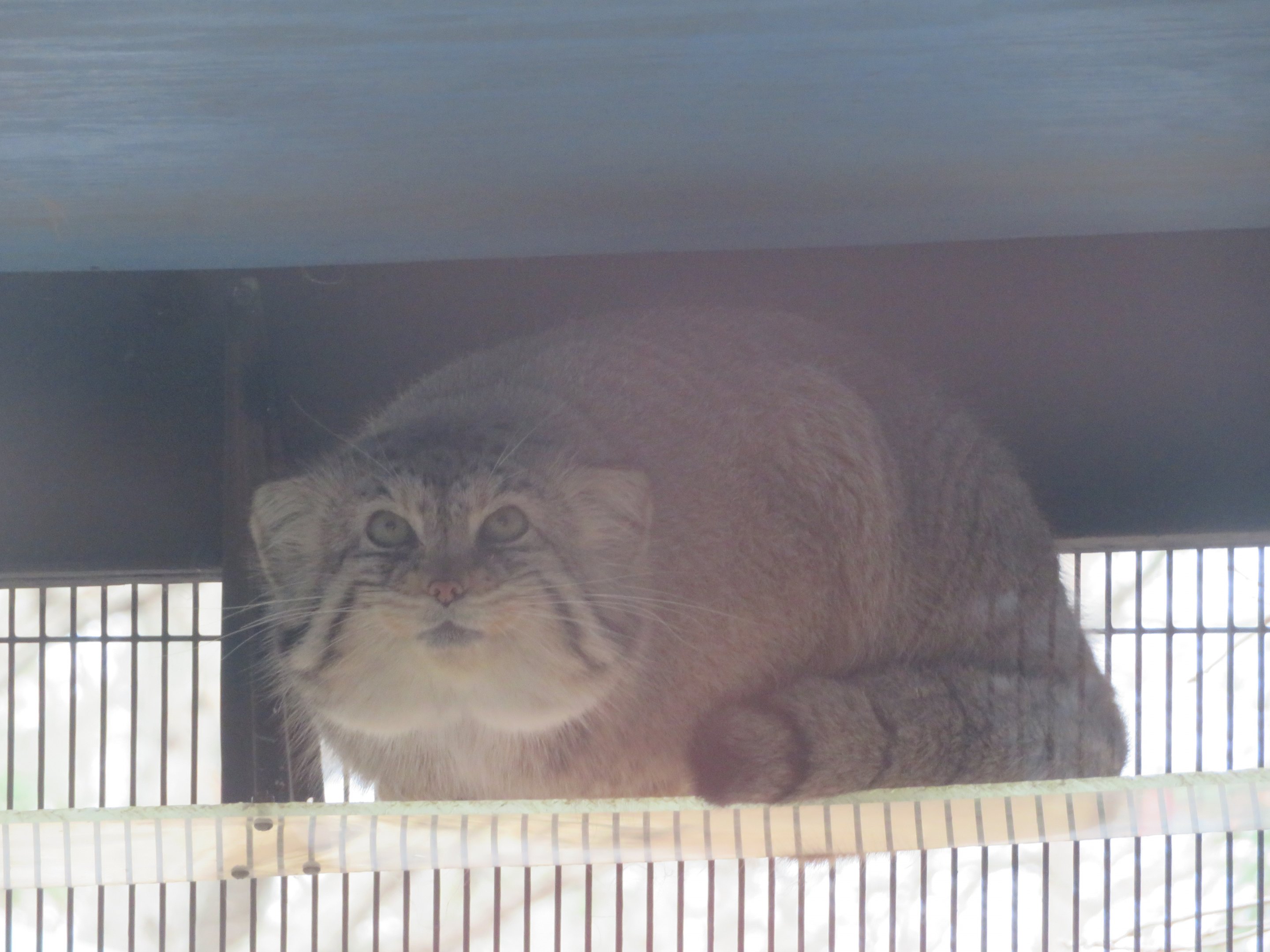 Pallas's Cat