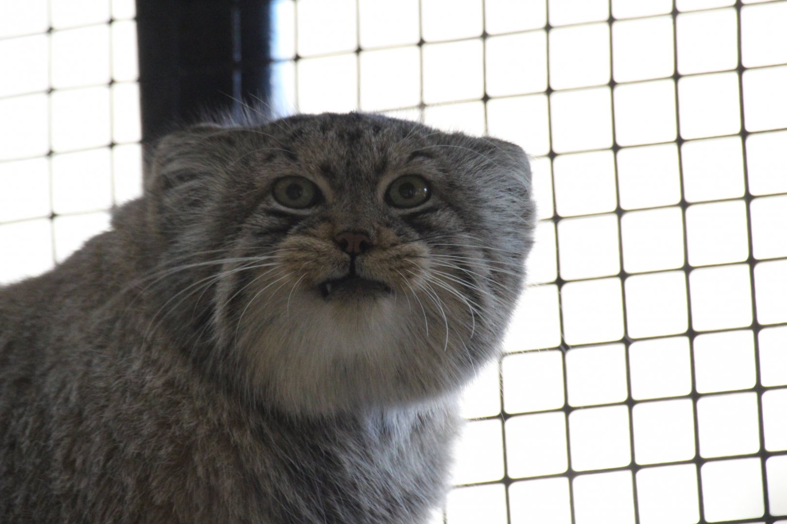 Pallas's Cat