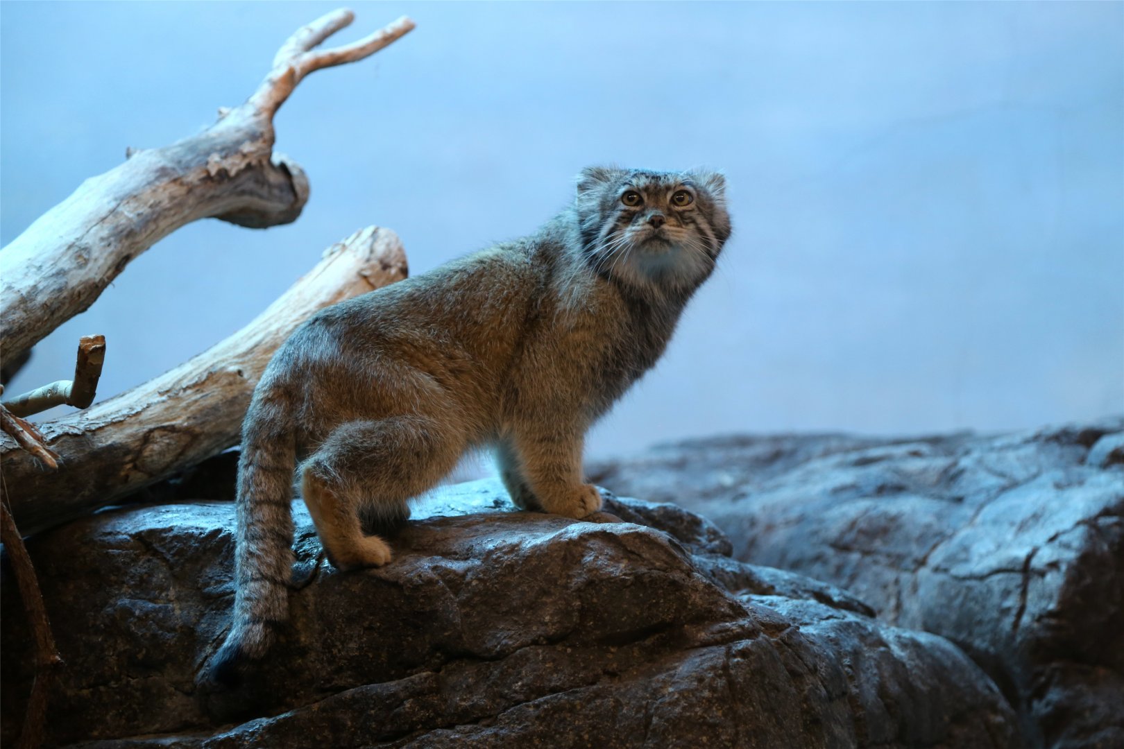 Pallas's Cat