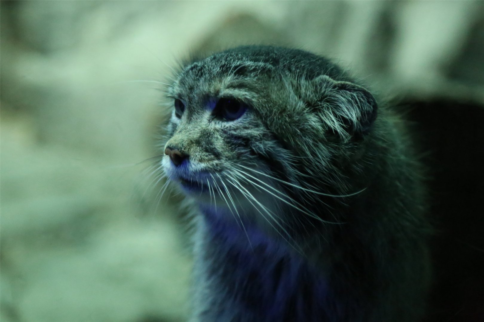 Pallas's Cat