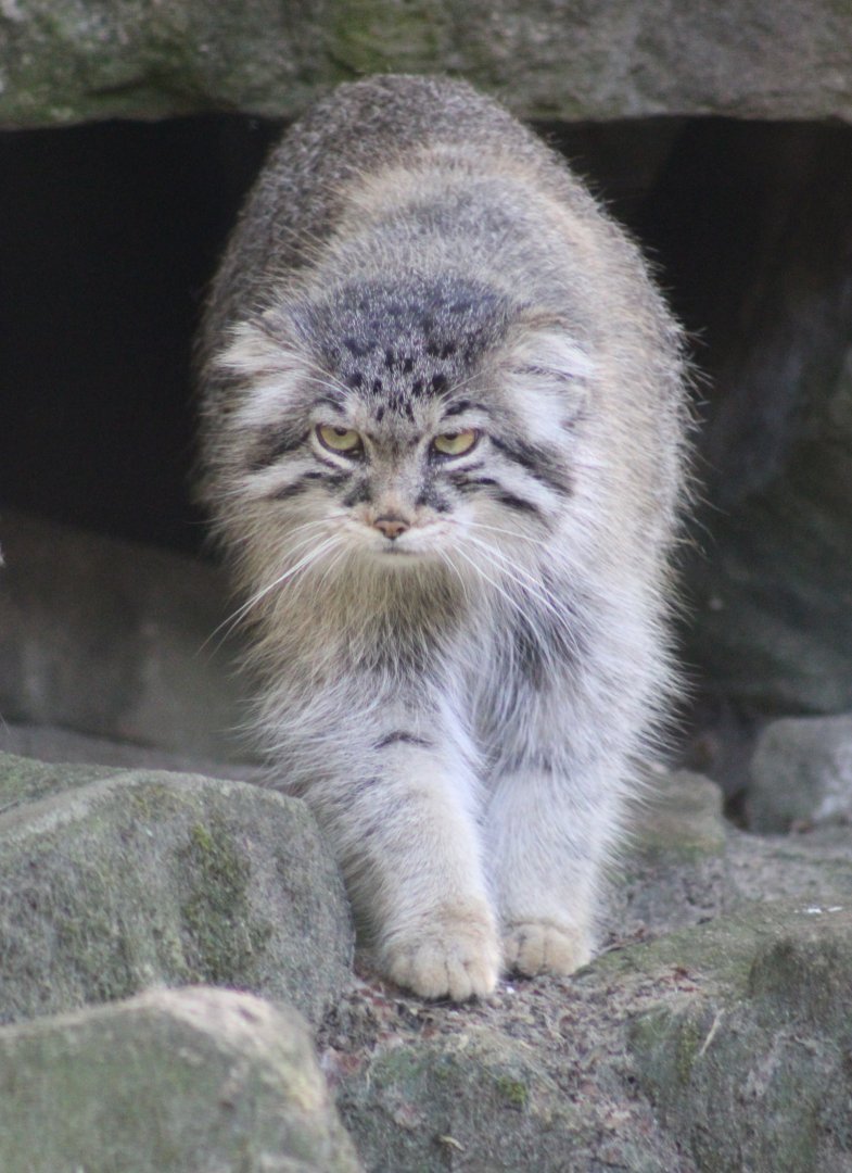 Pallas's cat