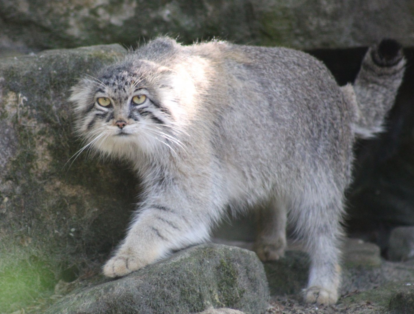 Pallas's cat