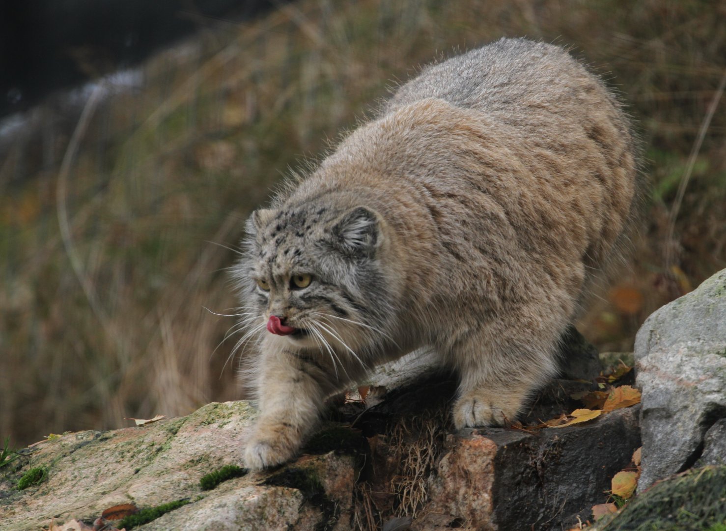 Pallas's Cat