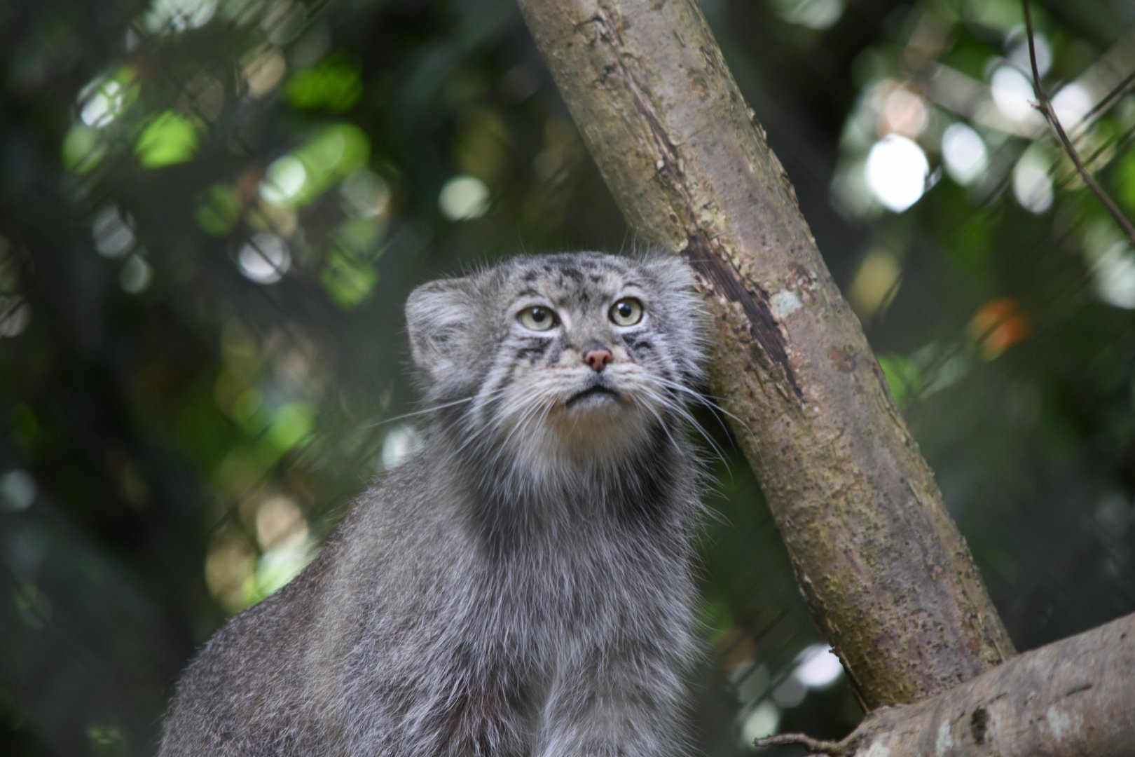 Pallas's cat