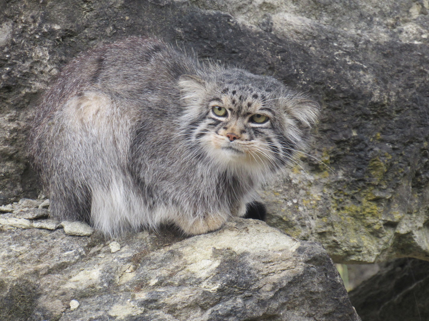 Pallas’s Cat