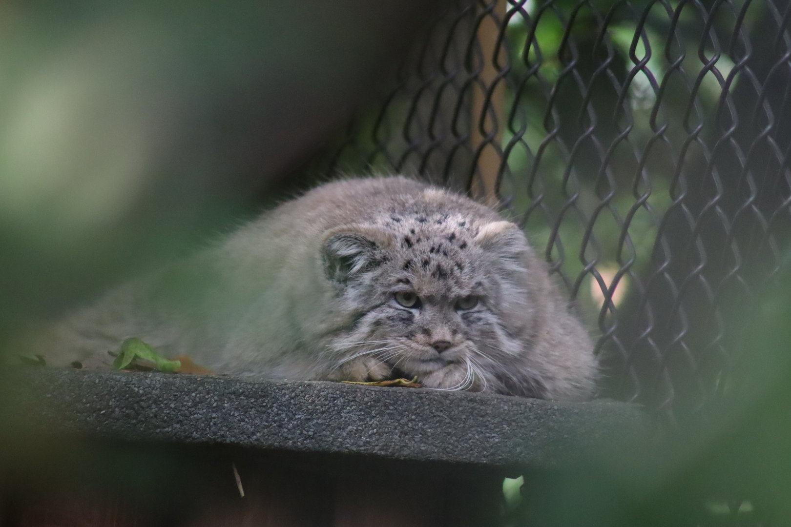 Pallas's Cat