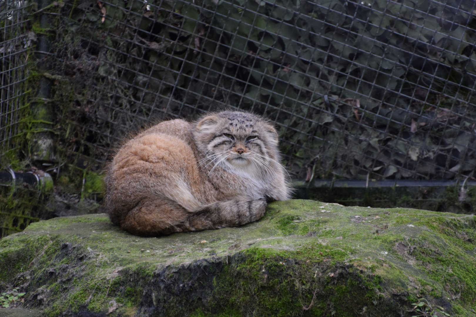 Pallas's cat