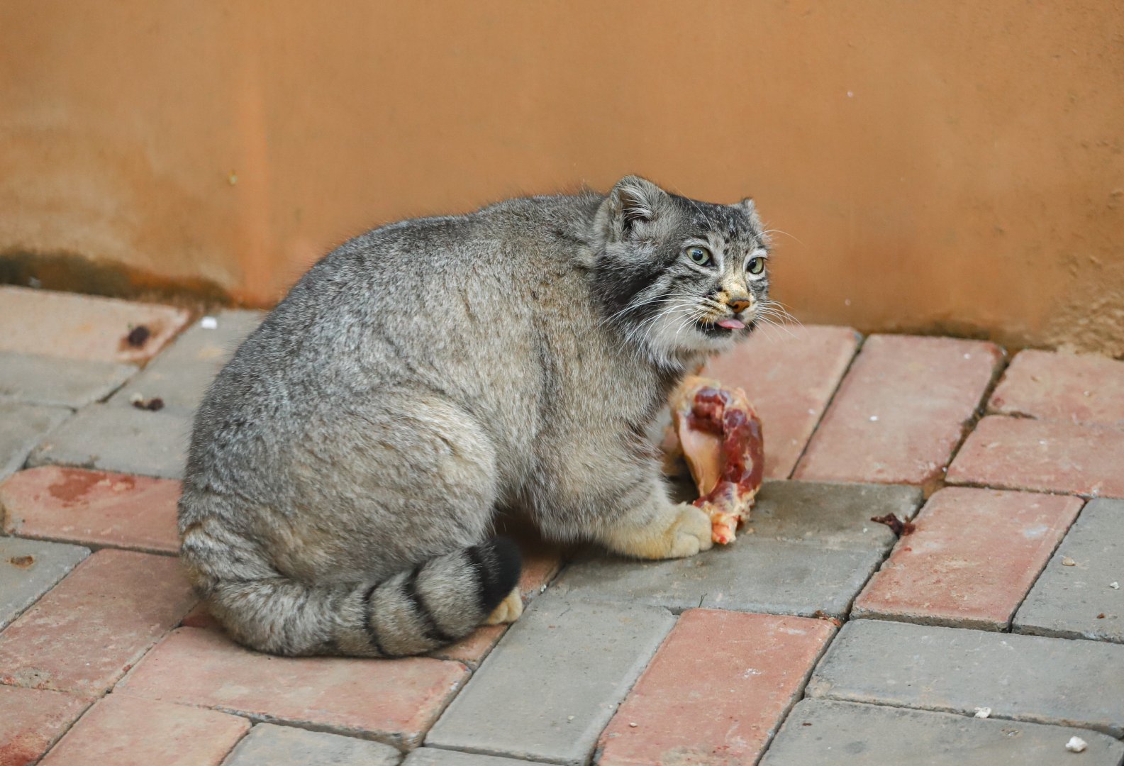 Pallas’s cat