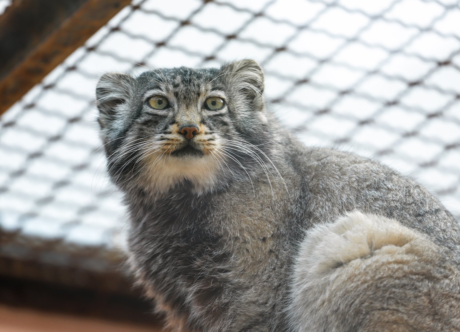 Pallas’s cat