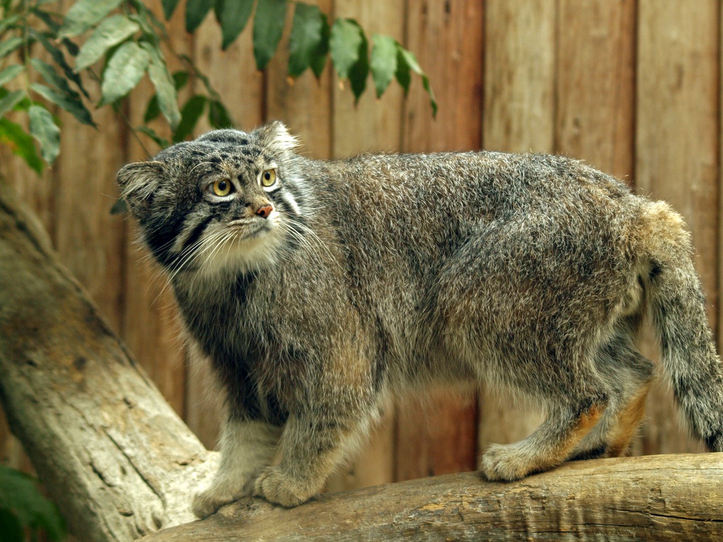 Pallas's cat