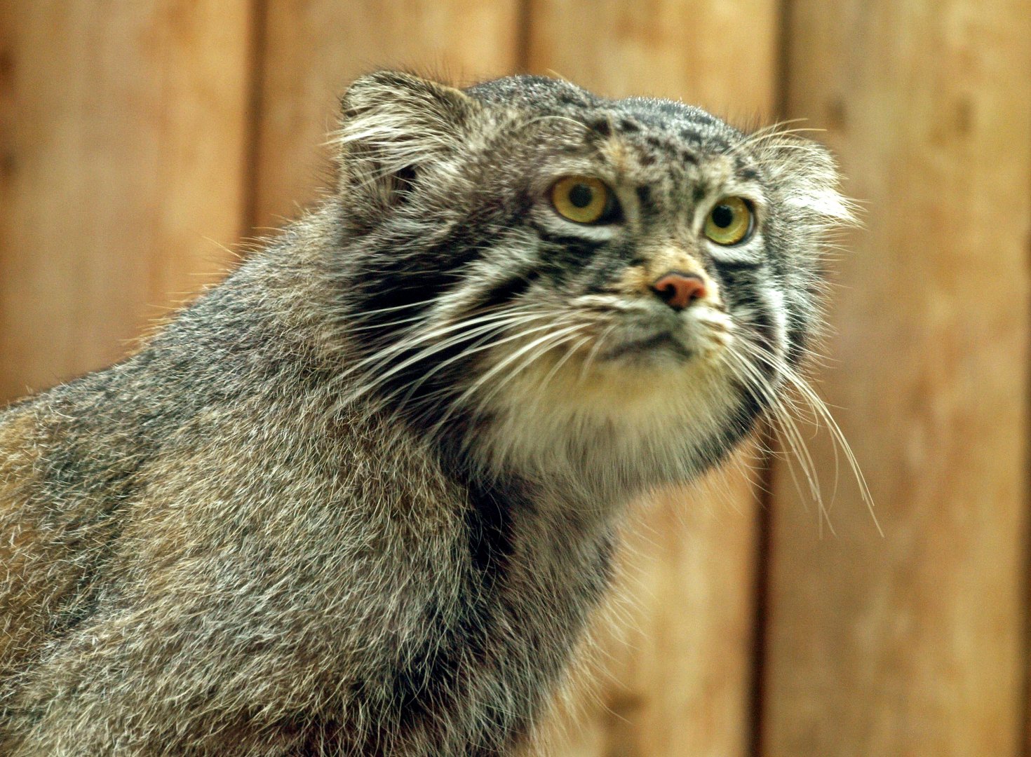 Pallas's cat