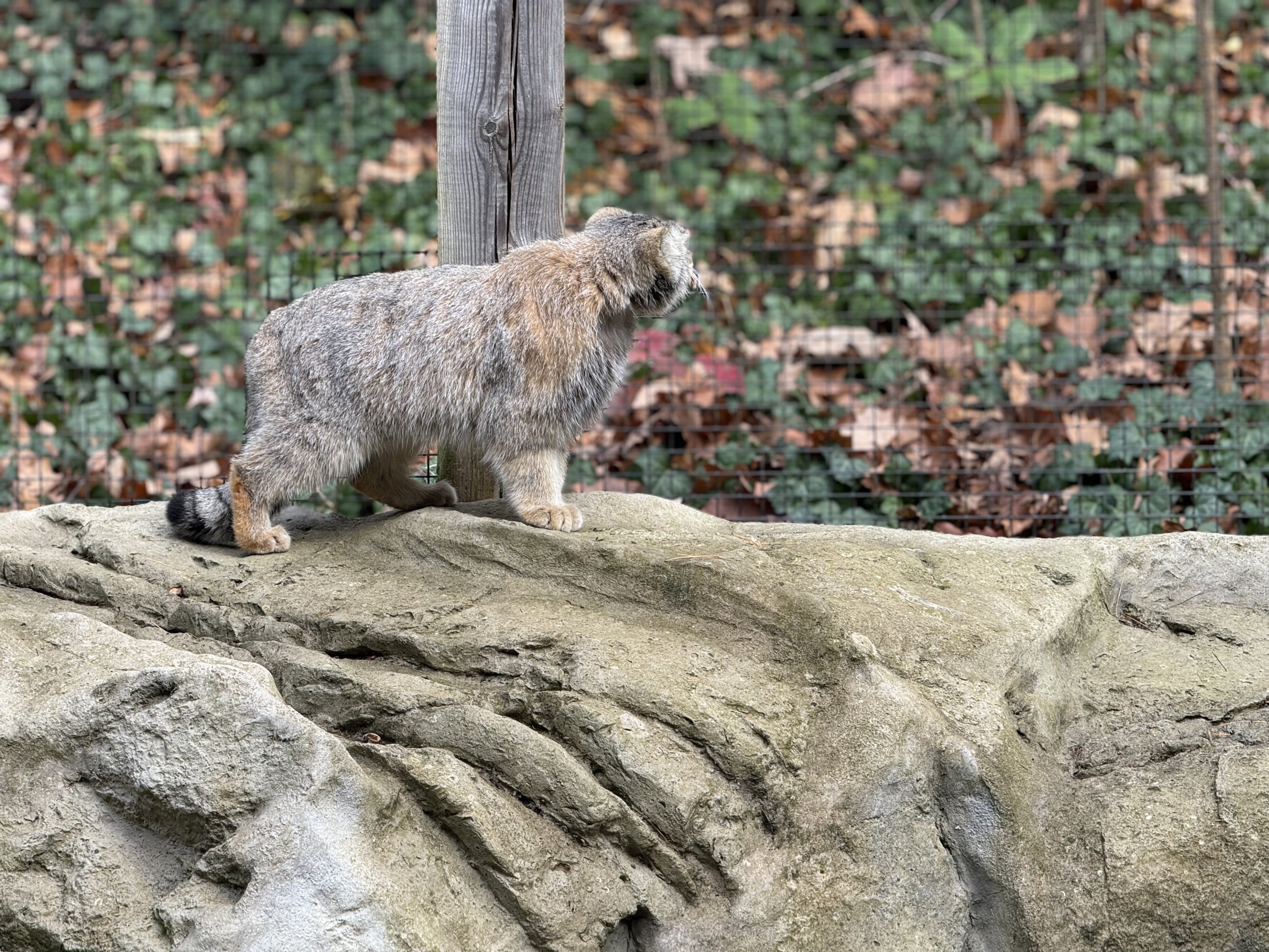 Pallas’s cat