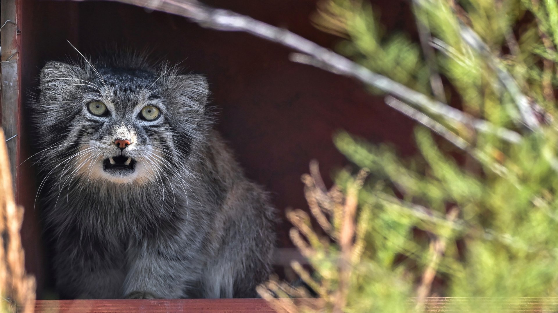 Pallas's cat