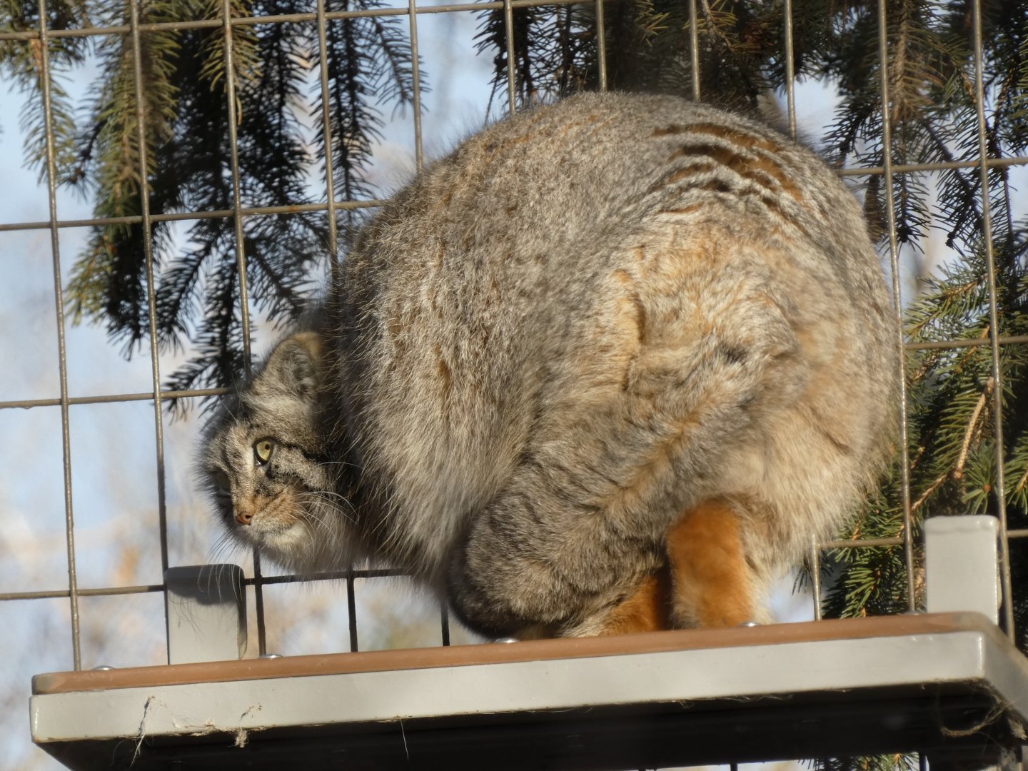 Pallas's cat