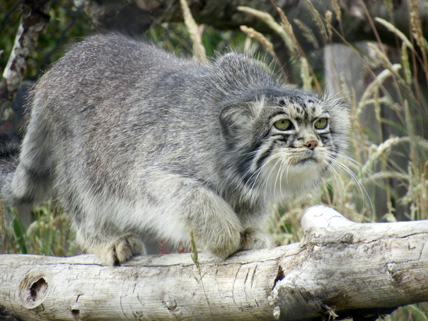 Pallas’s cat