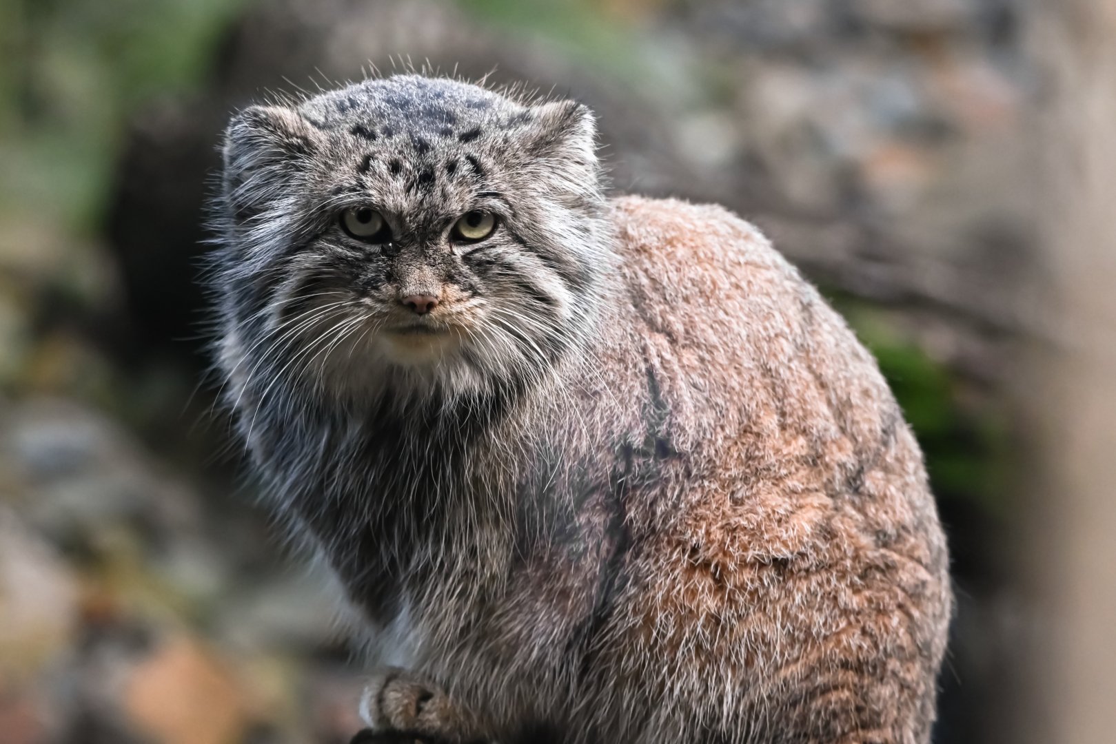 Pallas's cat