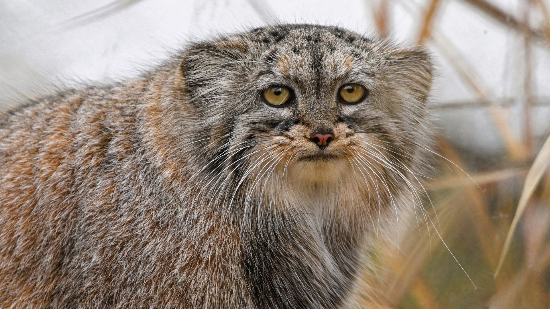 Pallas's cat