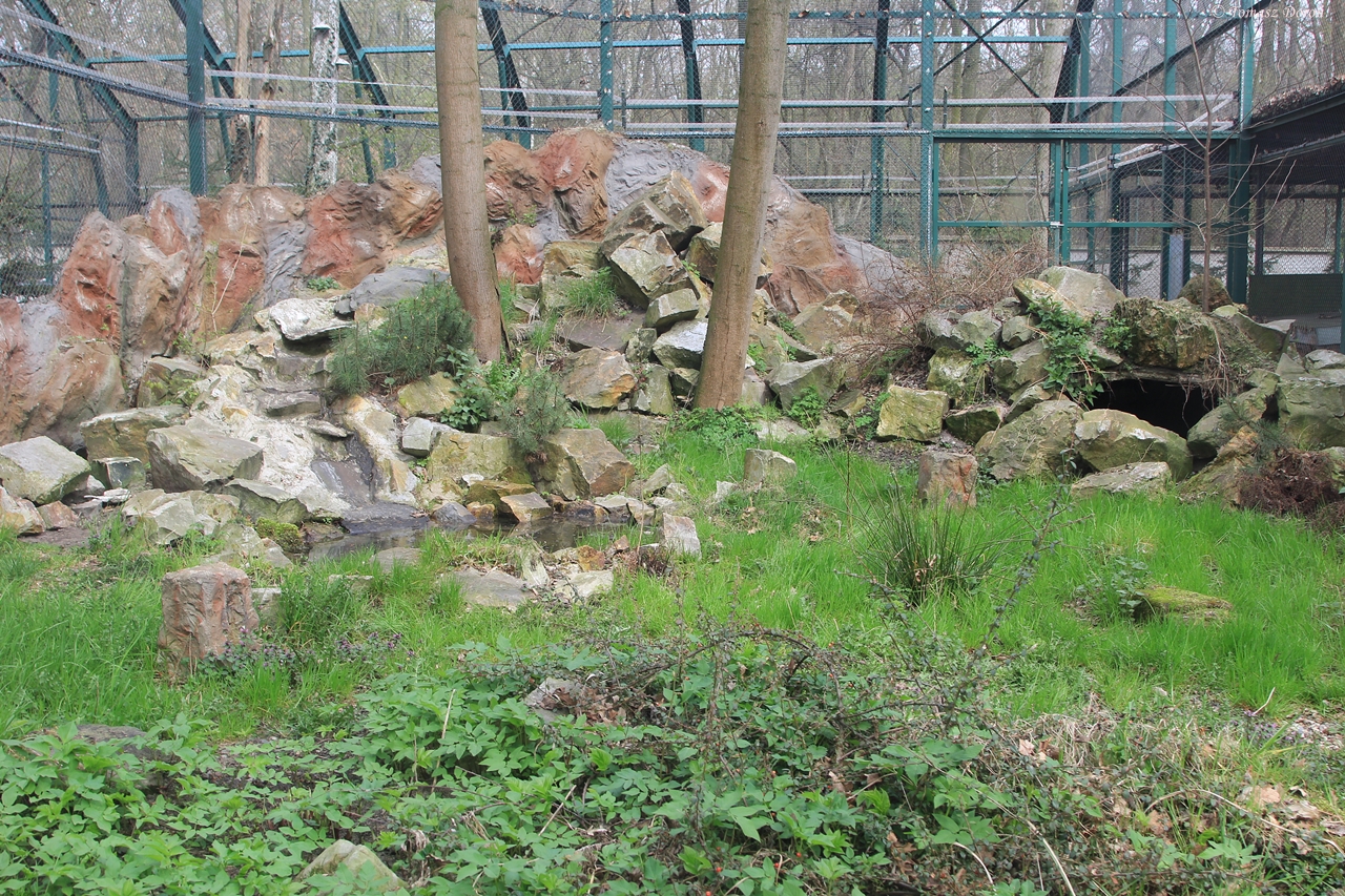 Pallas's Cats enclosure