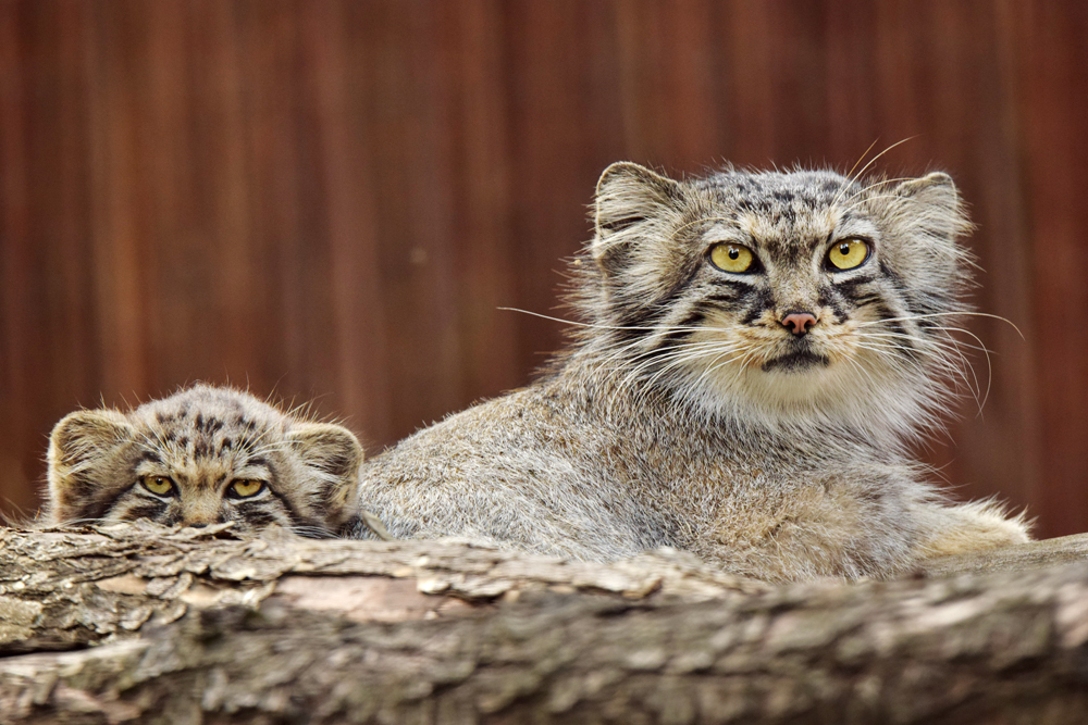 Pallas's cats