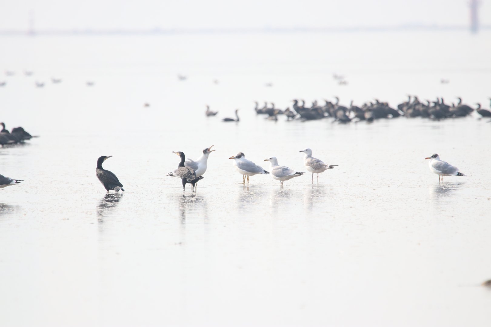 Pallas's Gull on Deep Bay