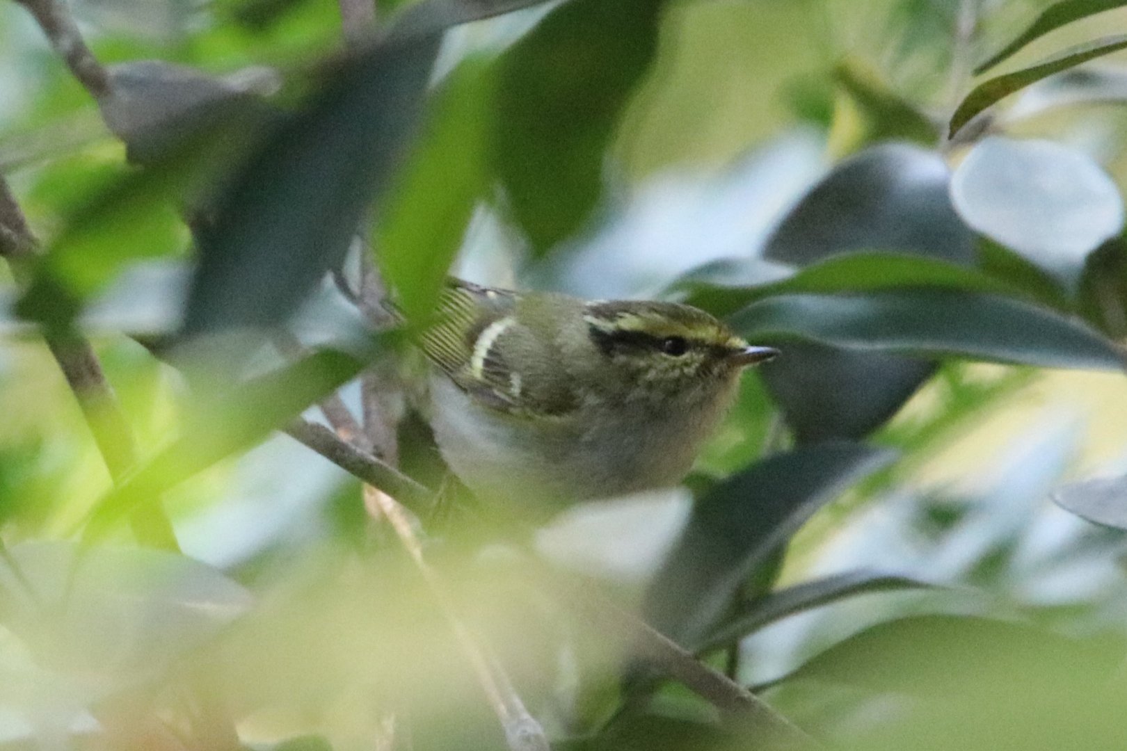 Pallas’s Leaf Warbler (Phylloscopus proregulus)