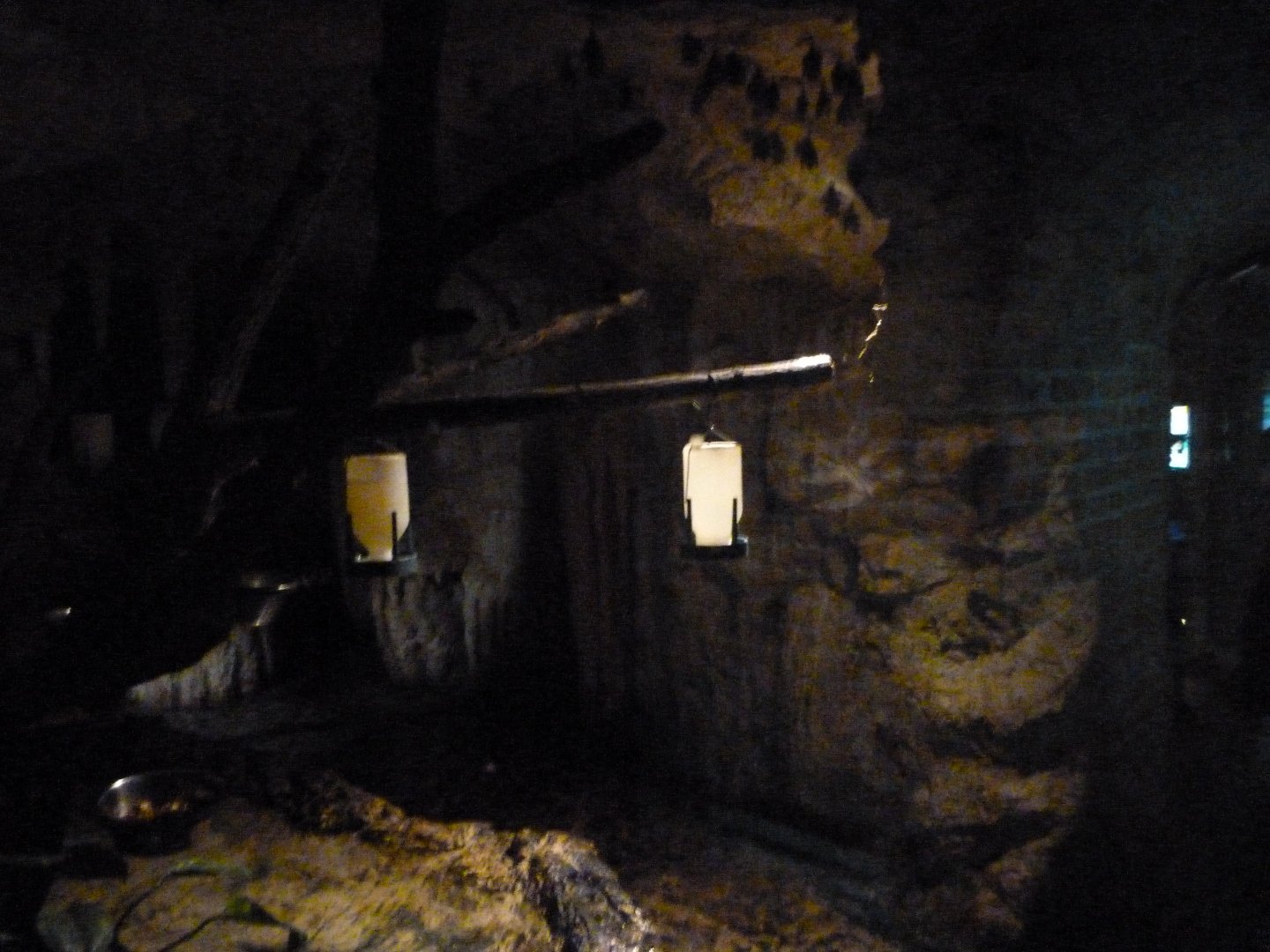 Pallas's long-tongued bat exhibit -Zoo Plzeň (2025)