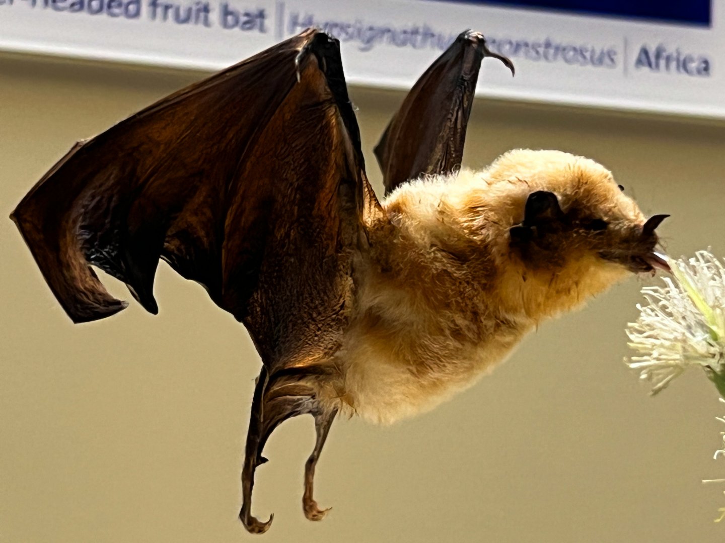 Pallas's Long Tongued Bat