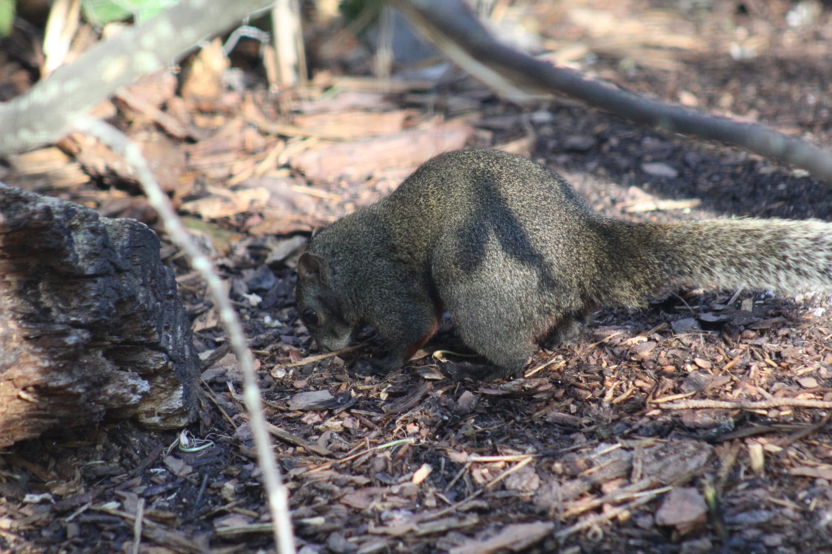 Pallas's Red-Bellied Squirrel