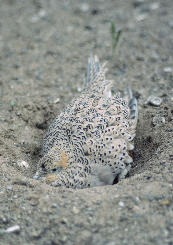 Pallas's sandgrouse 1986