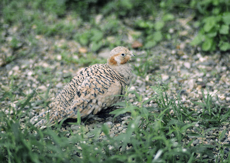 Pallas's sandgrouse 1986