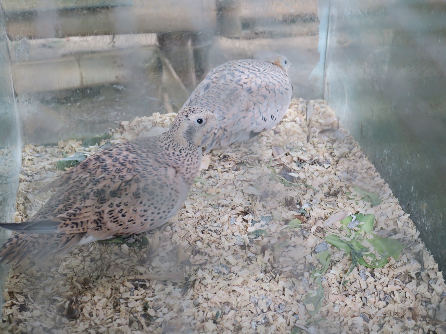 Pallas's sandgrouse (Syrrhaptes paradoxus)