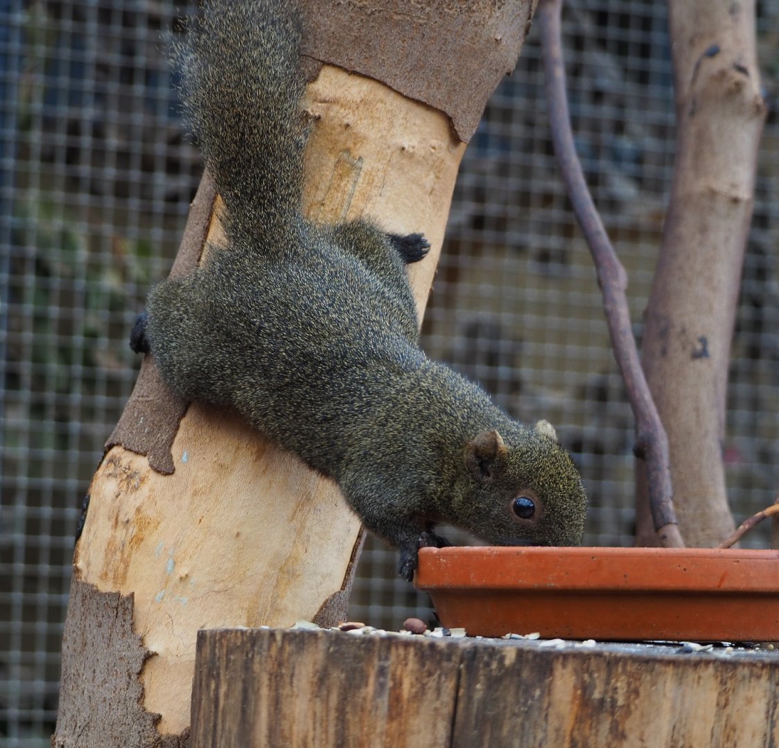 Pallas's squirrel (Callosciurus erythraeus), 2019-10-05