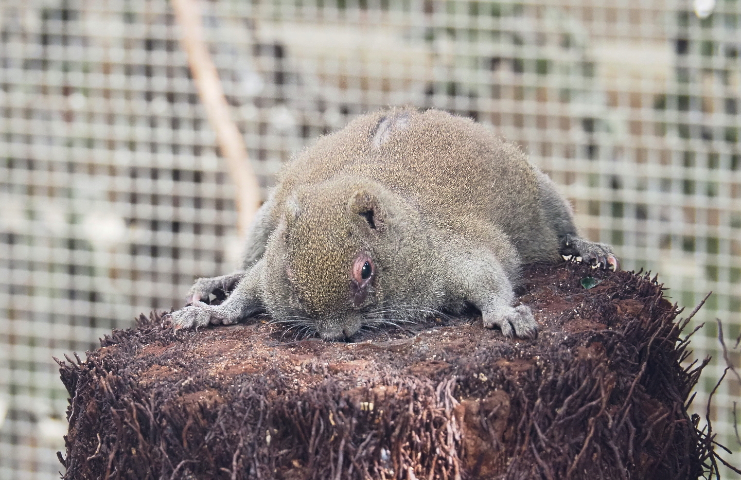 Pallas's squirrel (Callosciurus erythraeus), 2021-09-03