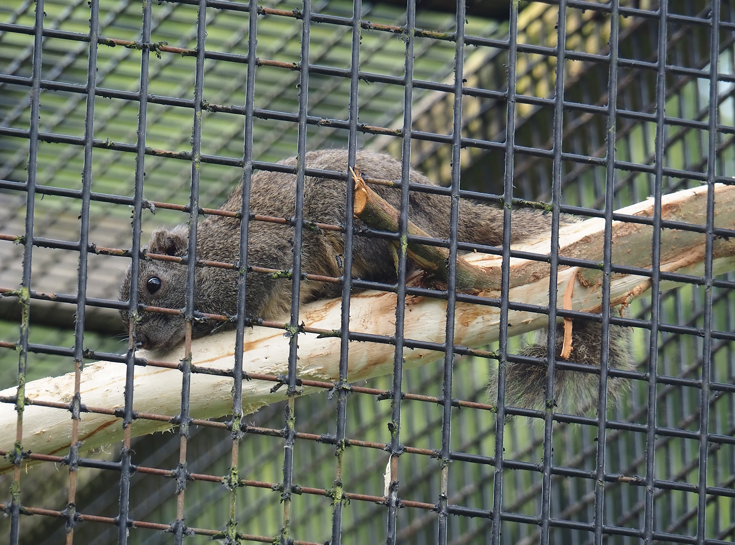 Pallas's squirrel (Callosciurus erythraeus), 2024-05-11