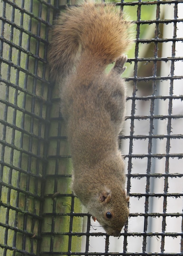 Pallas's squirrel (Callosciurus erythraeus), 2024-05-11