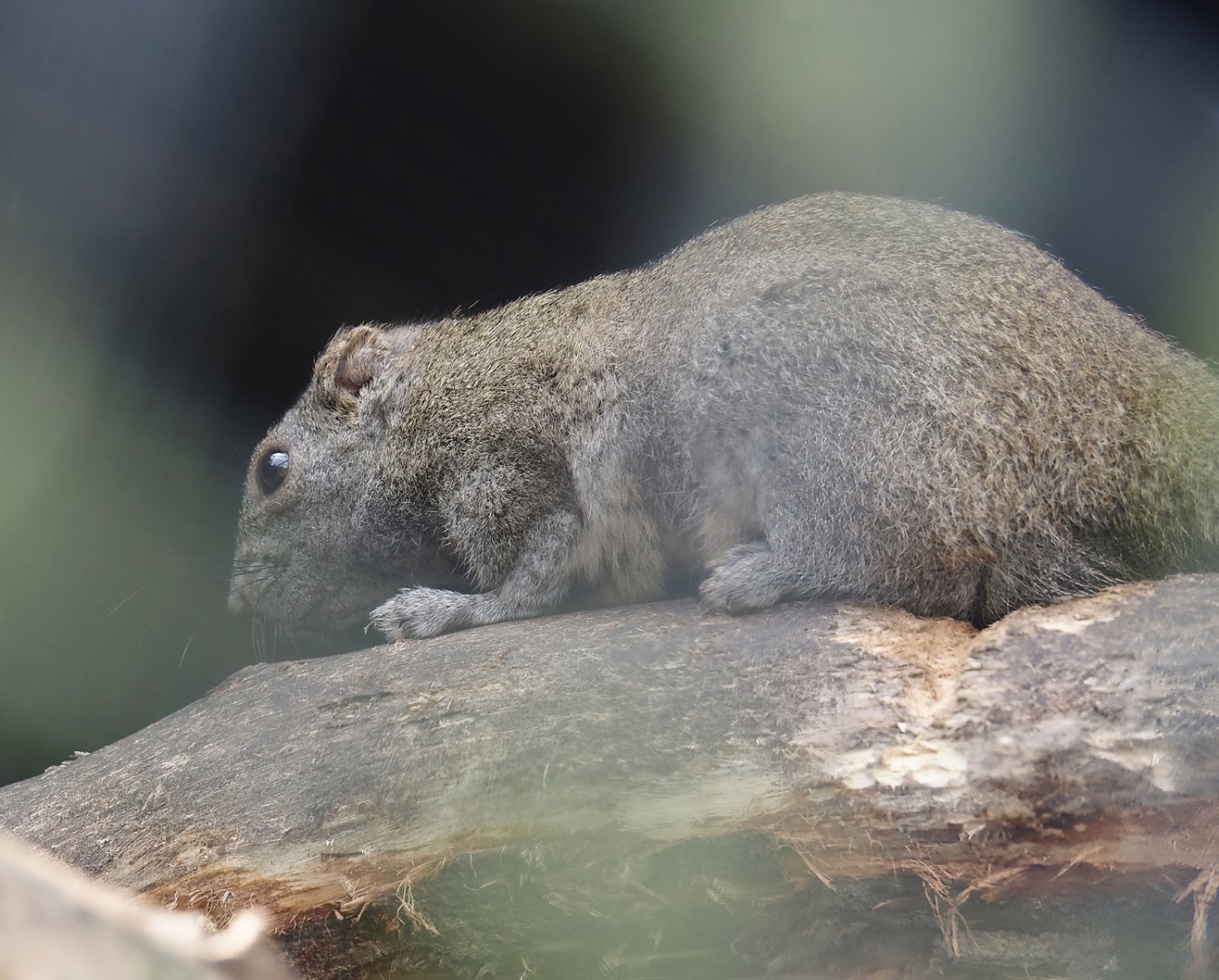 Pallas's squirrel (Callosciurus erythraeus), 2024-05-11