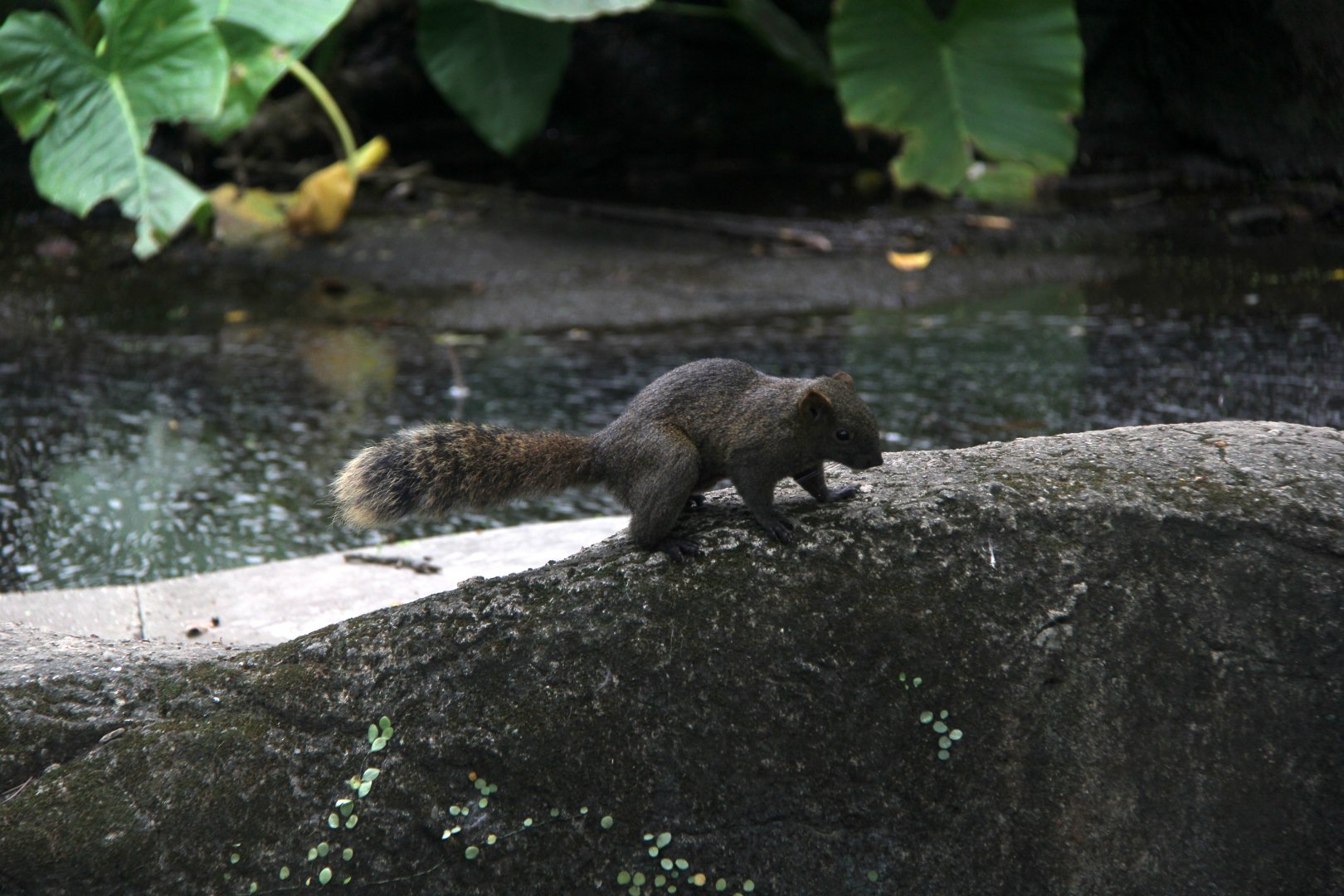Pallas's squirrel (Callosciurus erythraeus) wild
