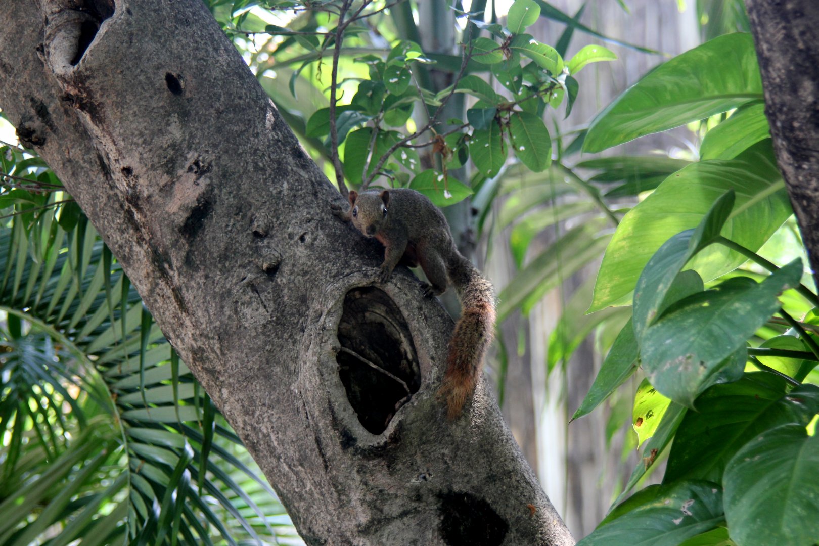Pallas's squirrel (Callosciurus erythraeus) wild