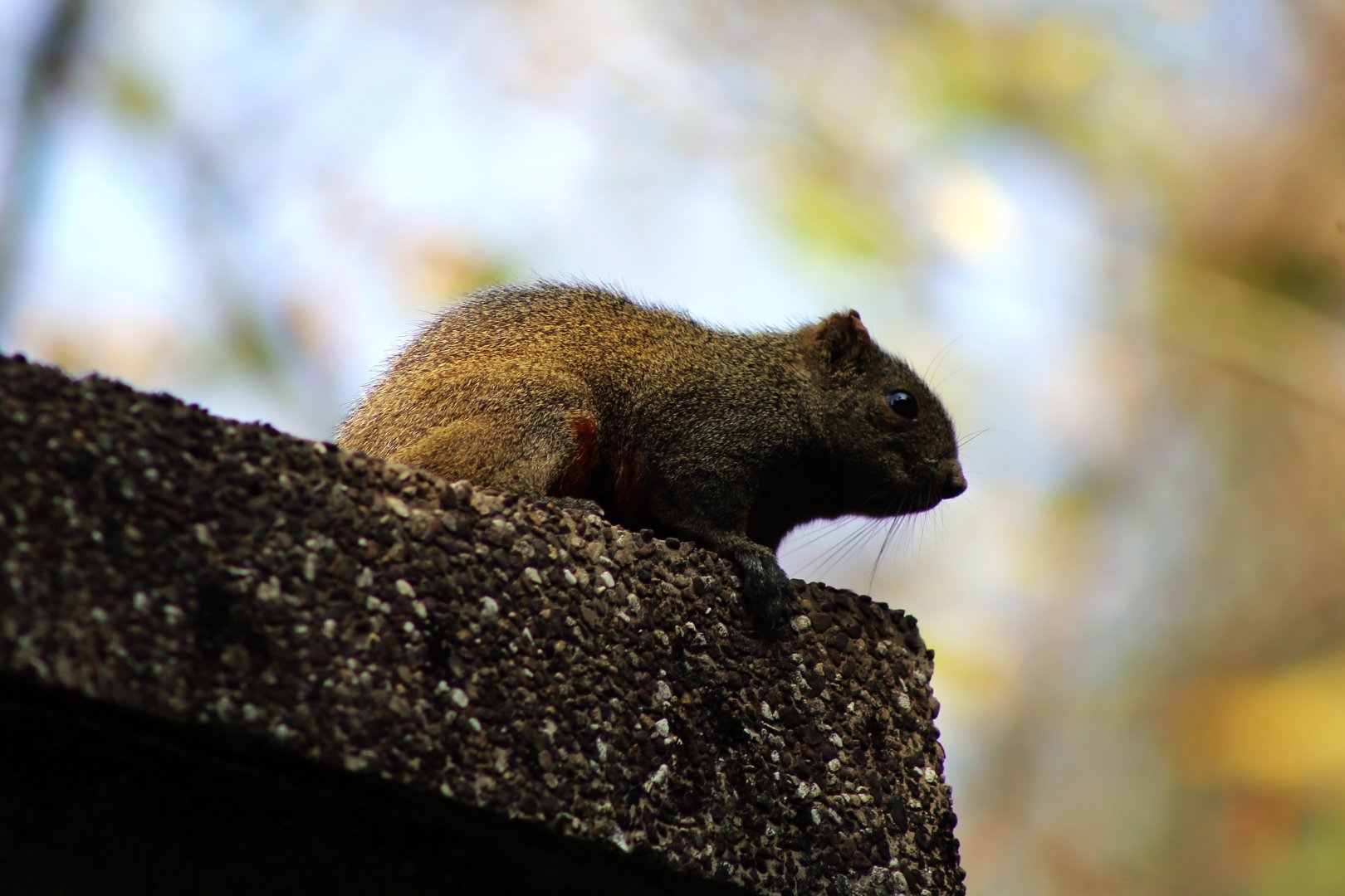 Pallas's Squirrel (Callosciurus erythraeus)