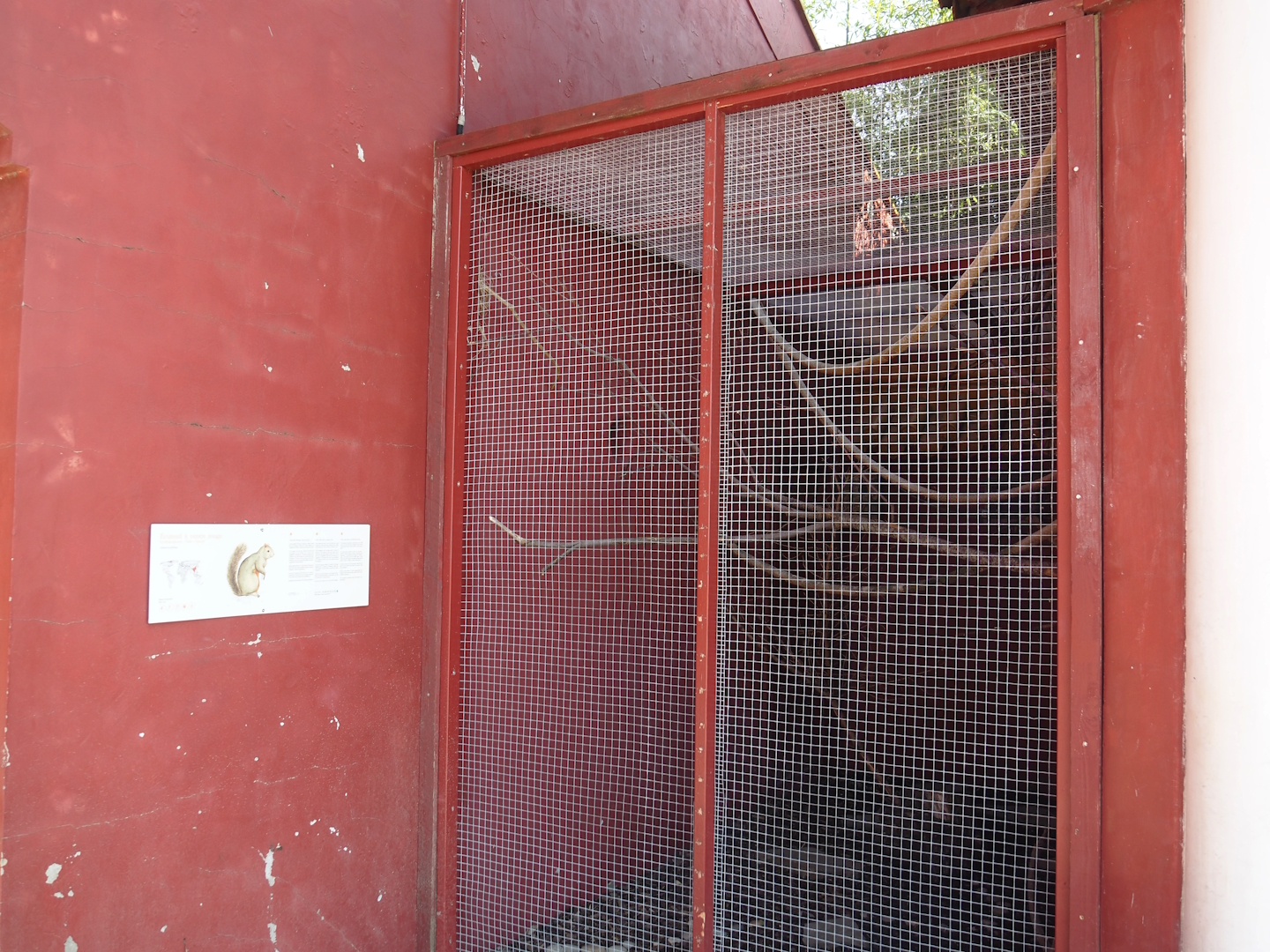 Pallas's squirrel exhibit, 2024-09-17