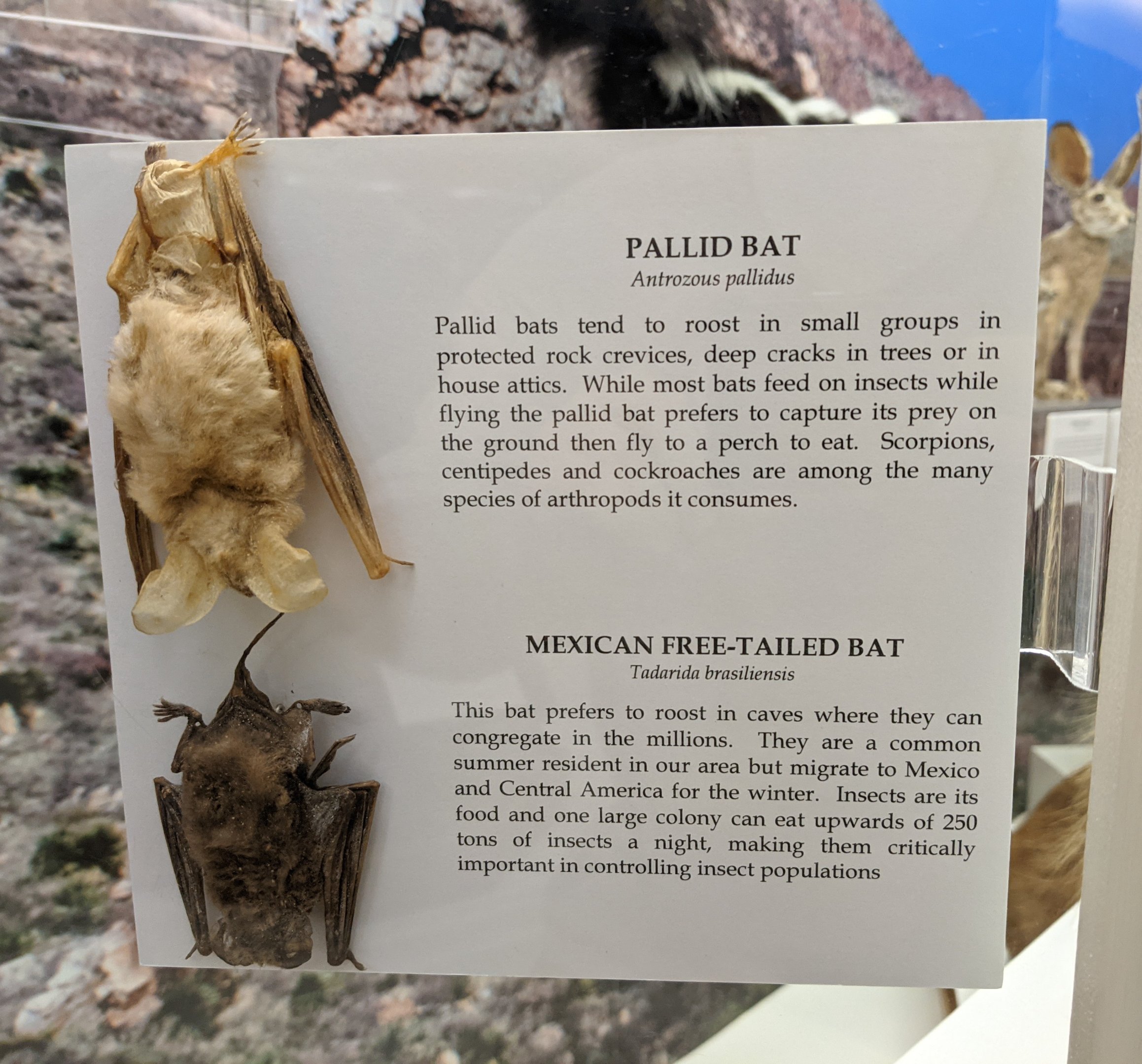 Pallid bat (Antrozous pallidus) and Mexican free-tailed bat (Tadarida brasiliensis)