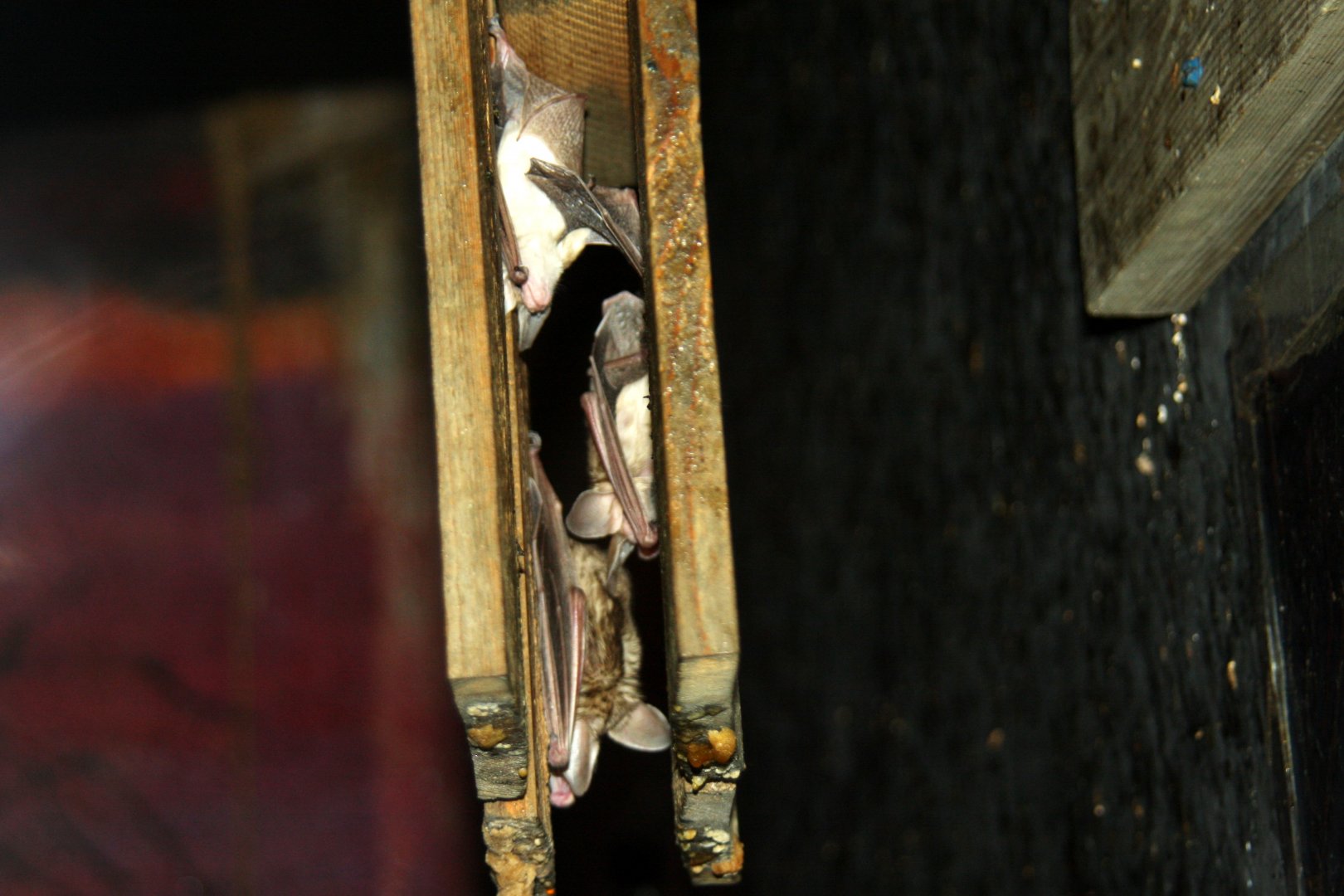 pallid bat (Antrozous pallidus)