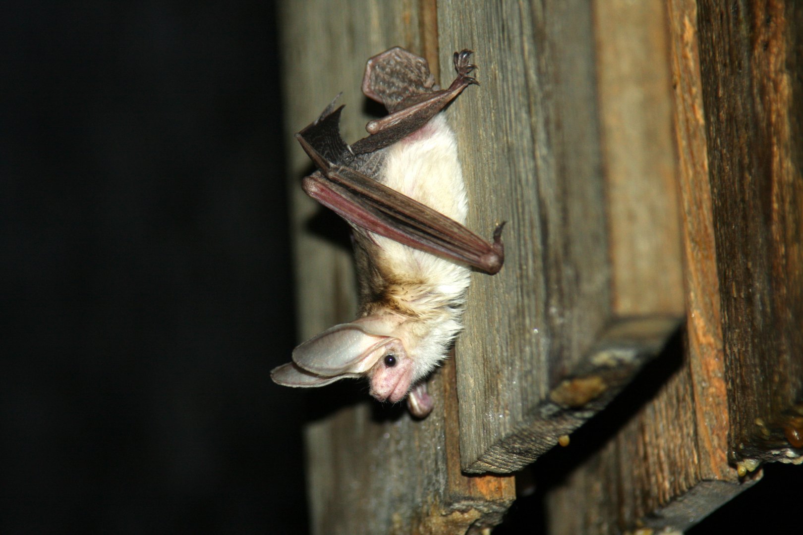 pallid bat (Antrozous pallidus)