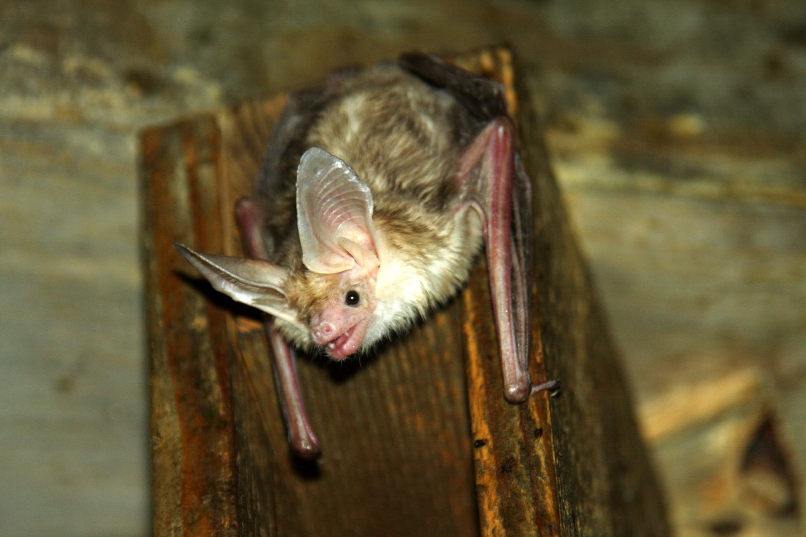 pallid bat (Antrozous pallidus)