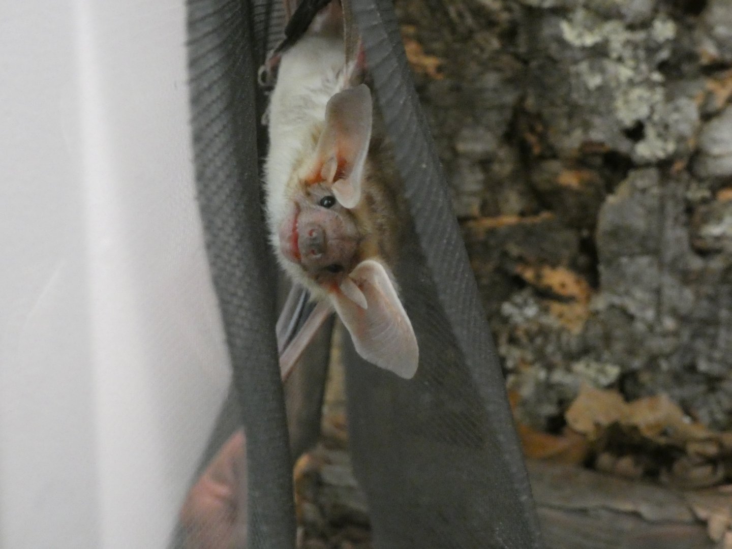 Pallid bat (Antrozous pallidus)