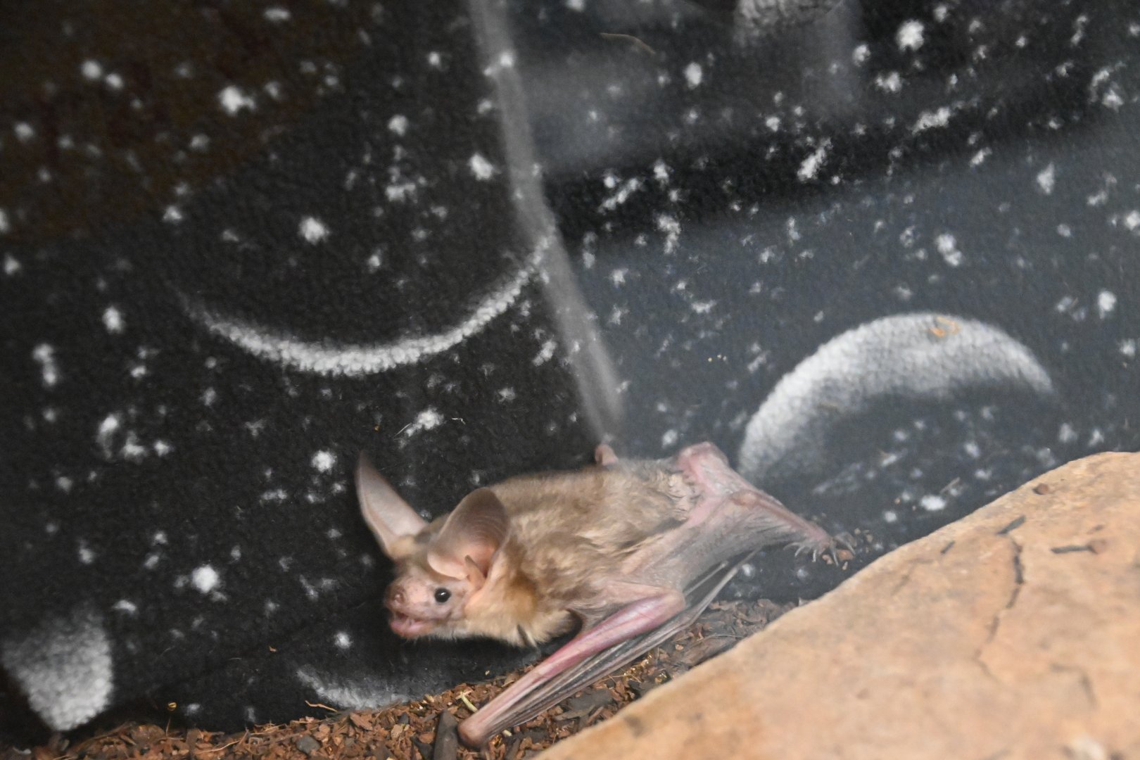 Pallid bat (Antrozous pallidus)