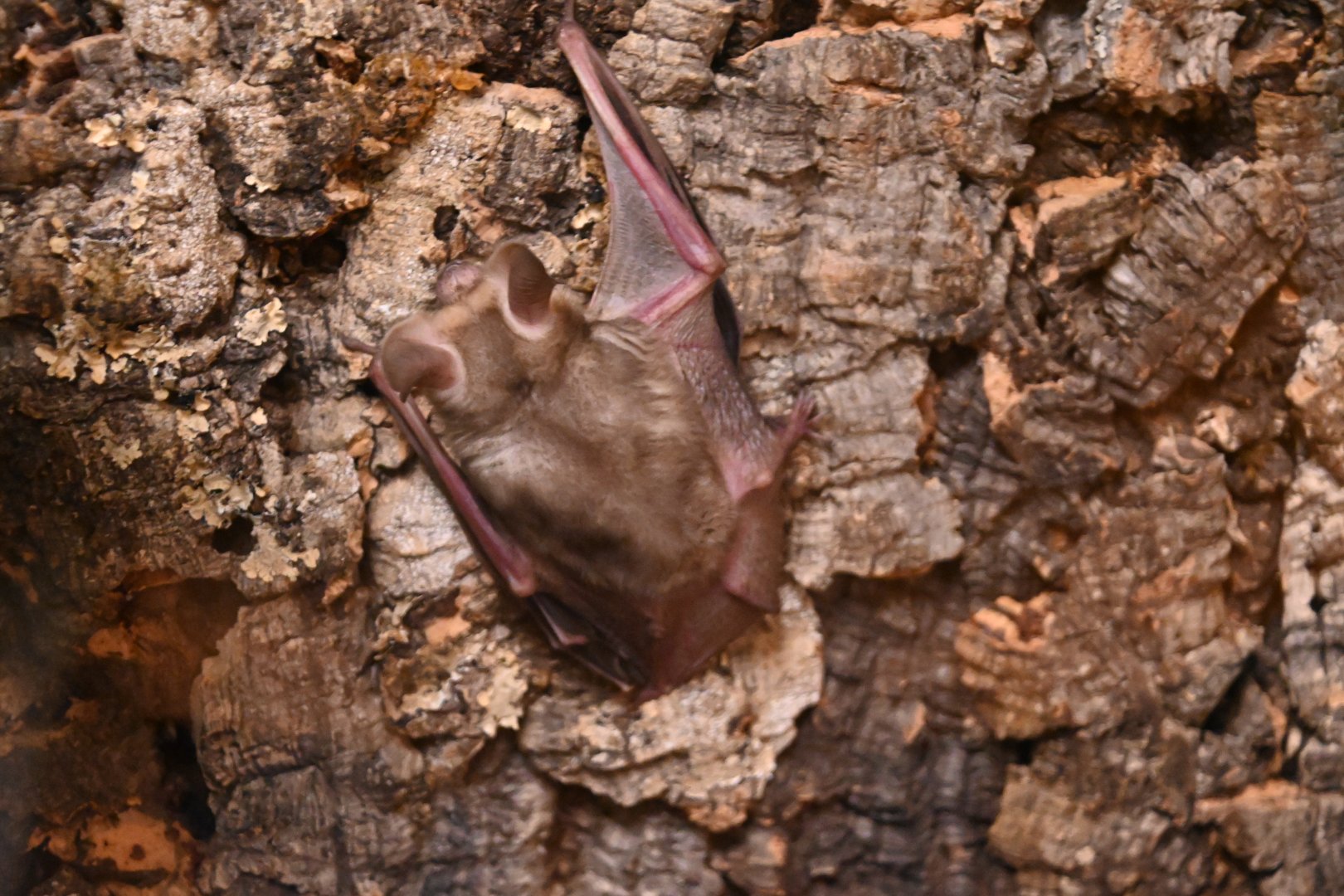 Pallid bat (Antrozous pallidus)