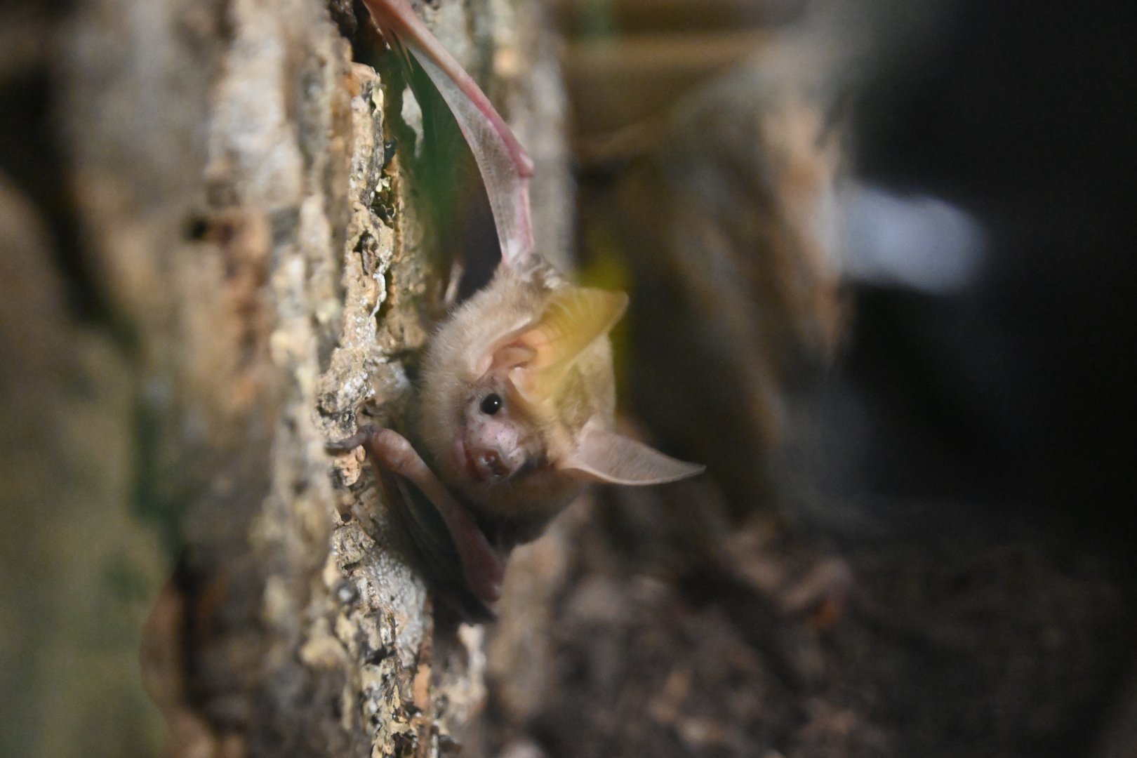 Pallid bat (Antrozous pallidus)